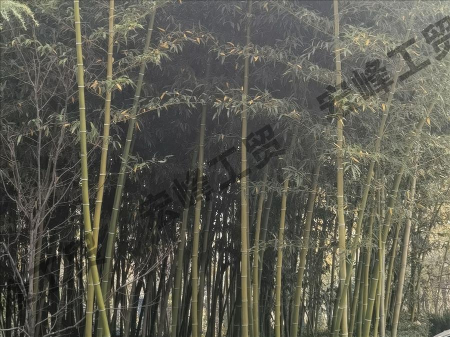 园区一角-园角竹林